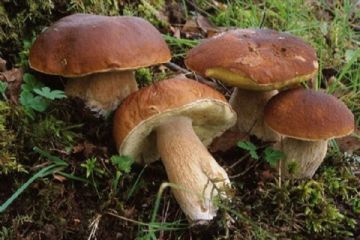 Regolamento raccolta funghi 2022